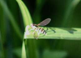 Xanthogramma flavipes (Loew 1863) resmi