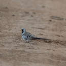 Imagem de Oena capensis capensis (Linnaeus 1766)