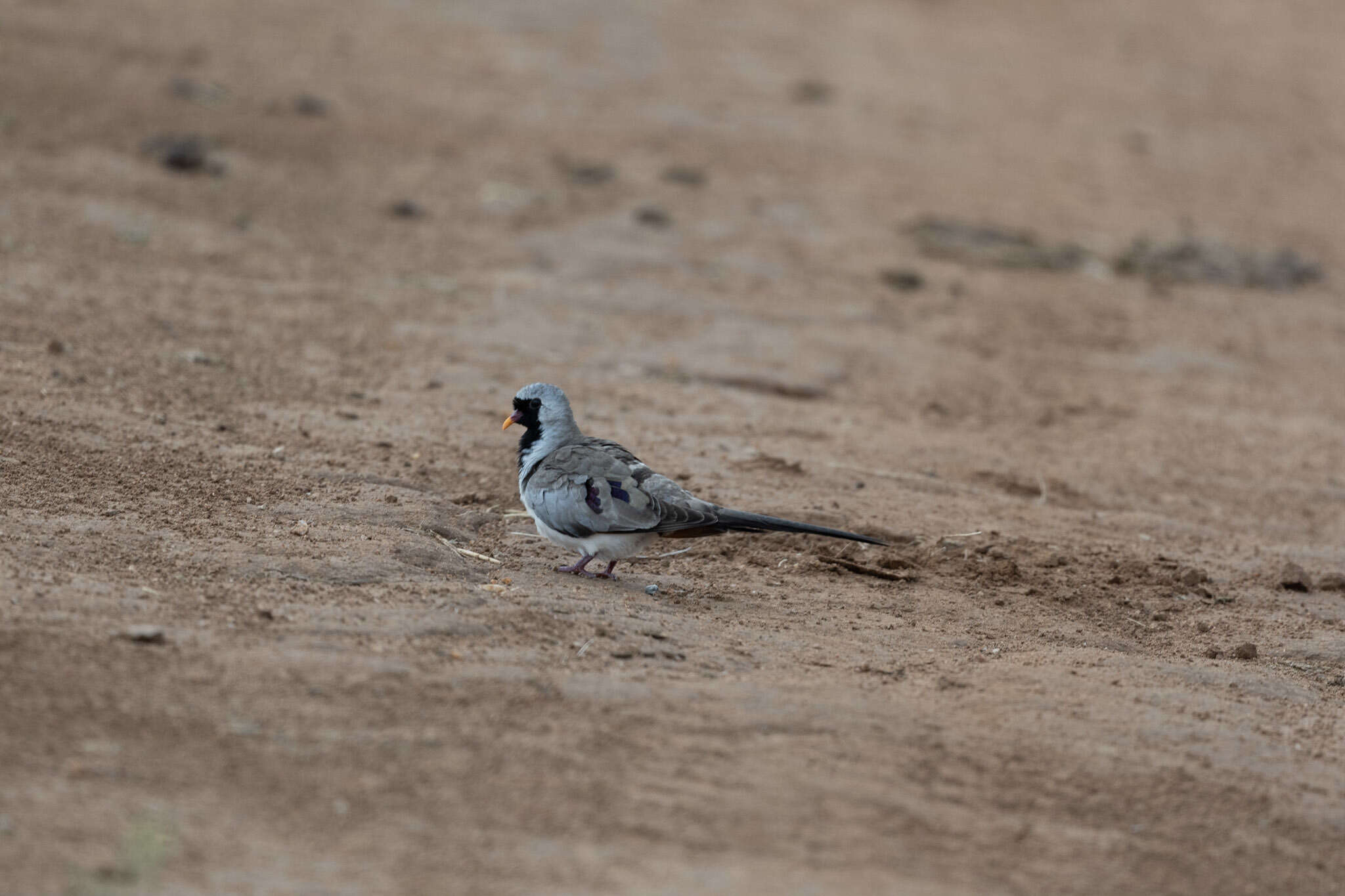 Image of Oena capensis capensis (Linnaeus 1766)