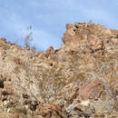 Image of Desert bighorn sheep