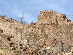 Image of Desert bighorn sheep