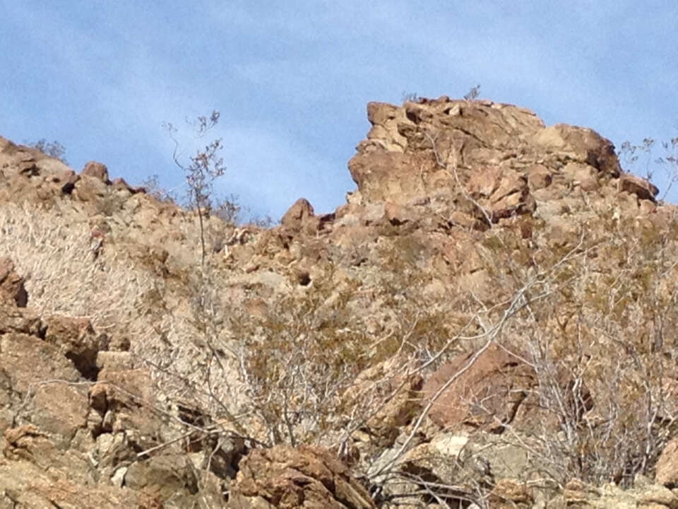 Image of Desert bighorn sheep