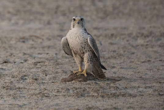 Image of Saker Falcon