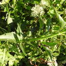 Image of Senegal tea plant