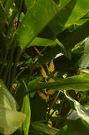 Image of Heliconia marginata (Griggs) Pittier