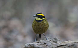 Image of Javan Banded Pitta