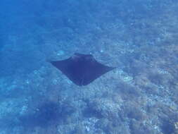 Image of Coastal Manta Ray