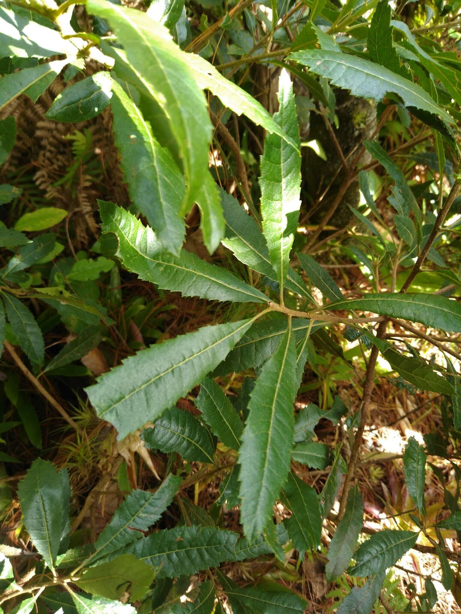 Image of Morella lindeniana (C. DC.) S. Knapp