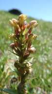 Plancia ëd Dactylorhiza viridis (L.) R. M. Bateman, Pridgeon & M. W. Chase