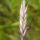 Image of flaccidgrass
