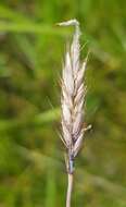 Image of flaccidgrass