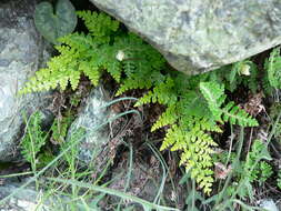 Asplenium adiantum-nigrum var. silesiacum (Milde) Viane & Reichst.的圖片