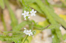 Image of Heliotropium dentatum Balf. fil.