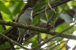 Image of Sooretama Slaty Antshrike