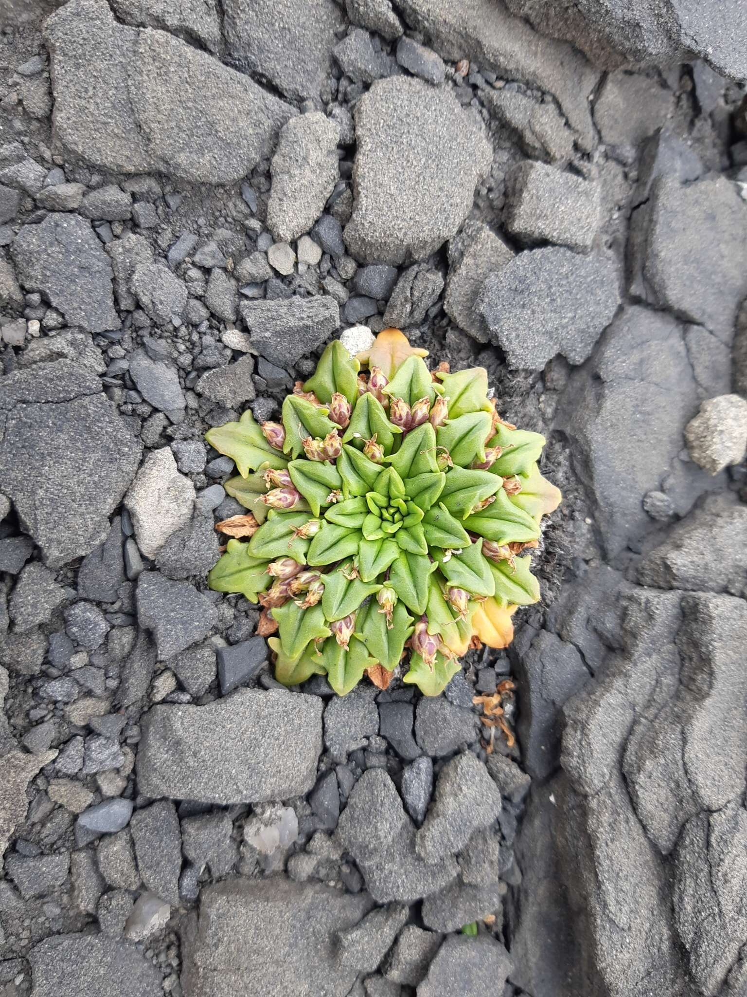 Image of Plantago triantha Spreng.