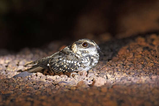 Image of White-tailed Nightjar