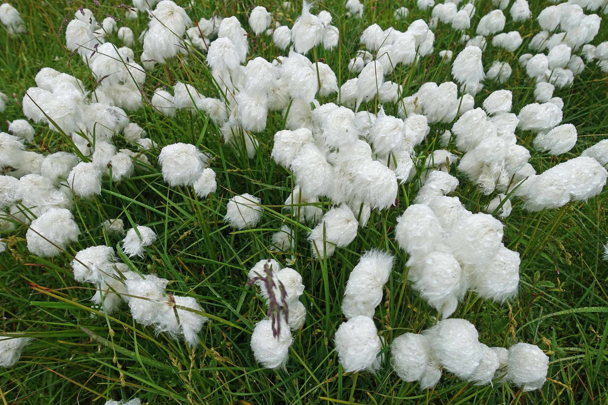 Plancia ëd Eriophorum scheuchzeri Hoppe