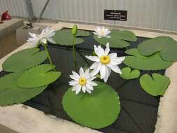 Image of Australian water-lily