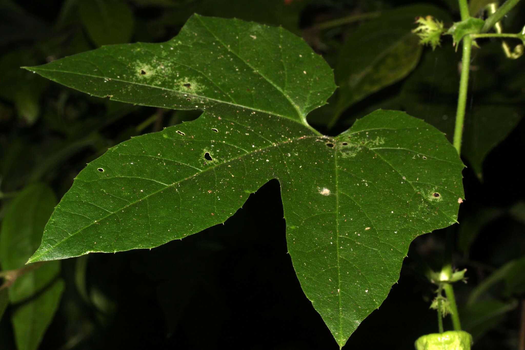 Image of Passiflora adenopoda