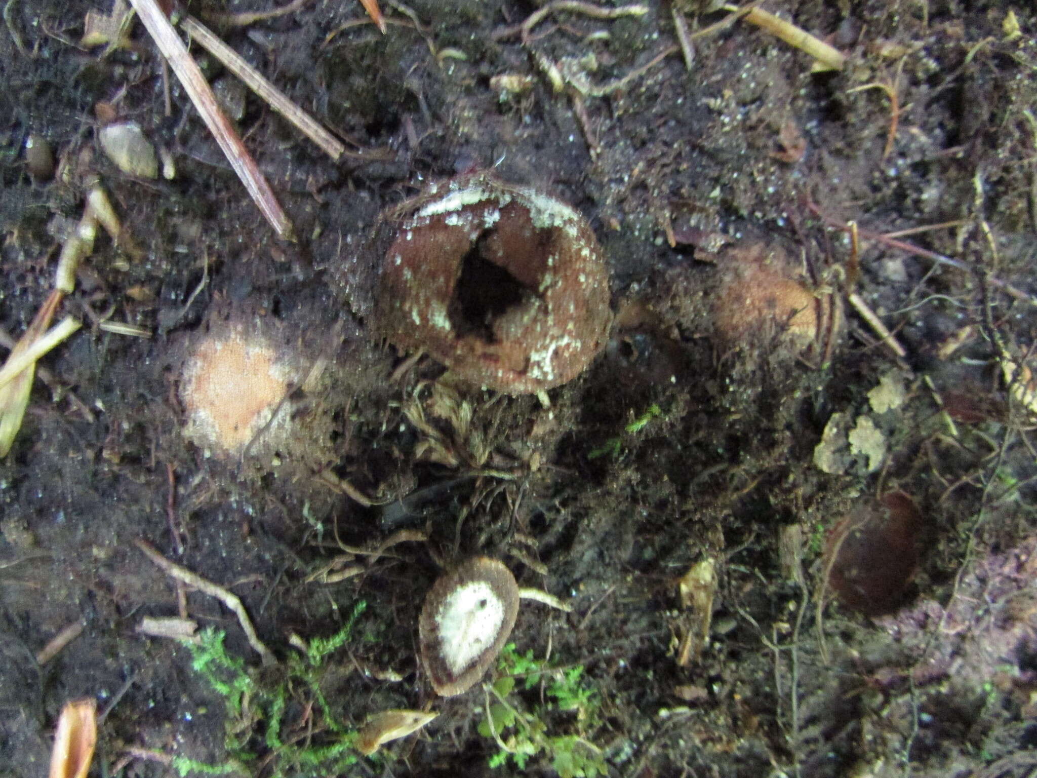 Image of Elaphomyces americanus Castellano 2017