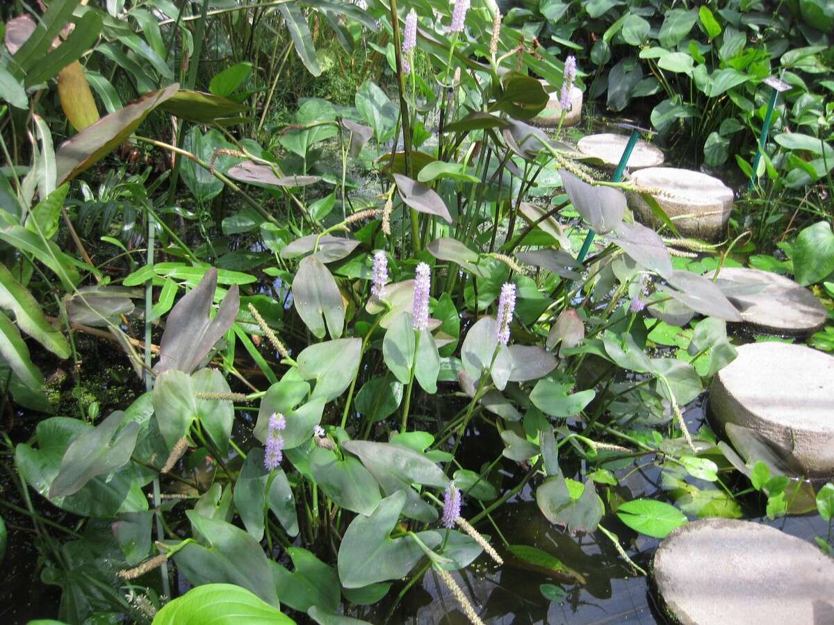 Image of pickerelweed