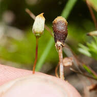 Image of Galeropsis polytrichoides (Zeller) Zeller 1943