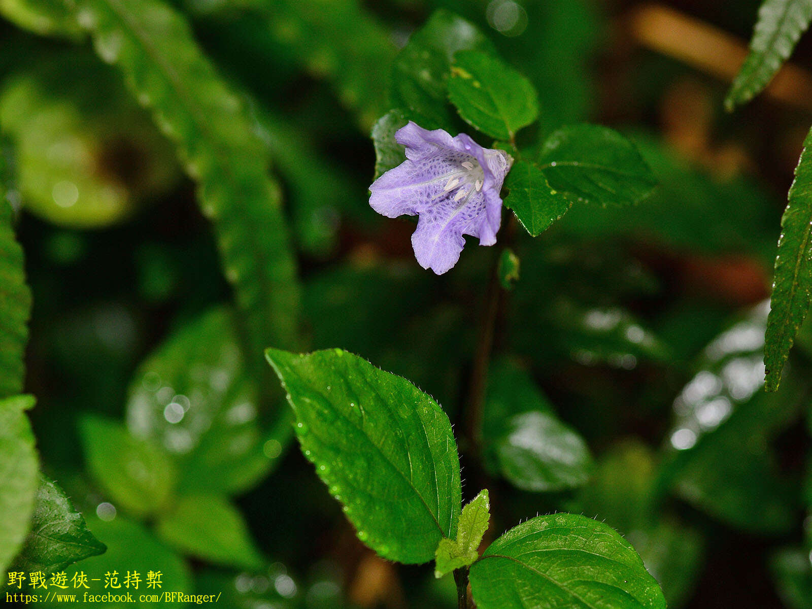 Strobilanthes rankanensis Hayata resmi