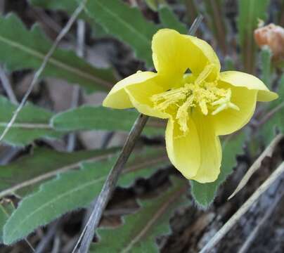 Image of desert evening primrose