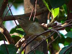 Image of Japanese Bush Warbler