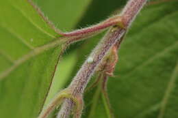 Image of <i>Ahlbergia tricaudata</i>