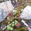 Image of Stylidium soboliferum F. Müll.