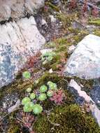 Image of Stylidium soboliferum F. Müll.