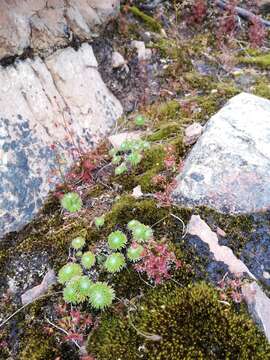 Image of Stylidium soboliferum F. Müll.