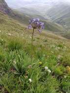 Image of Agapanthus campanulatus subsp. campanulatus