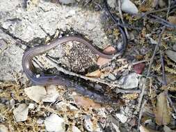 Image of Western Three-toed Skink