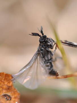 Image of twisted-winged parasites