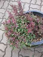 صورة Alternanthera ficoidea var. bettzickiana (Regel) Backer