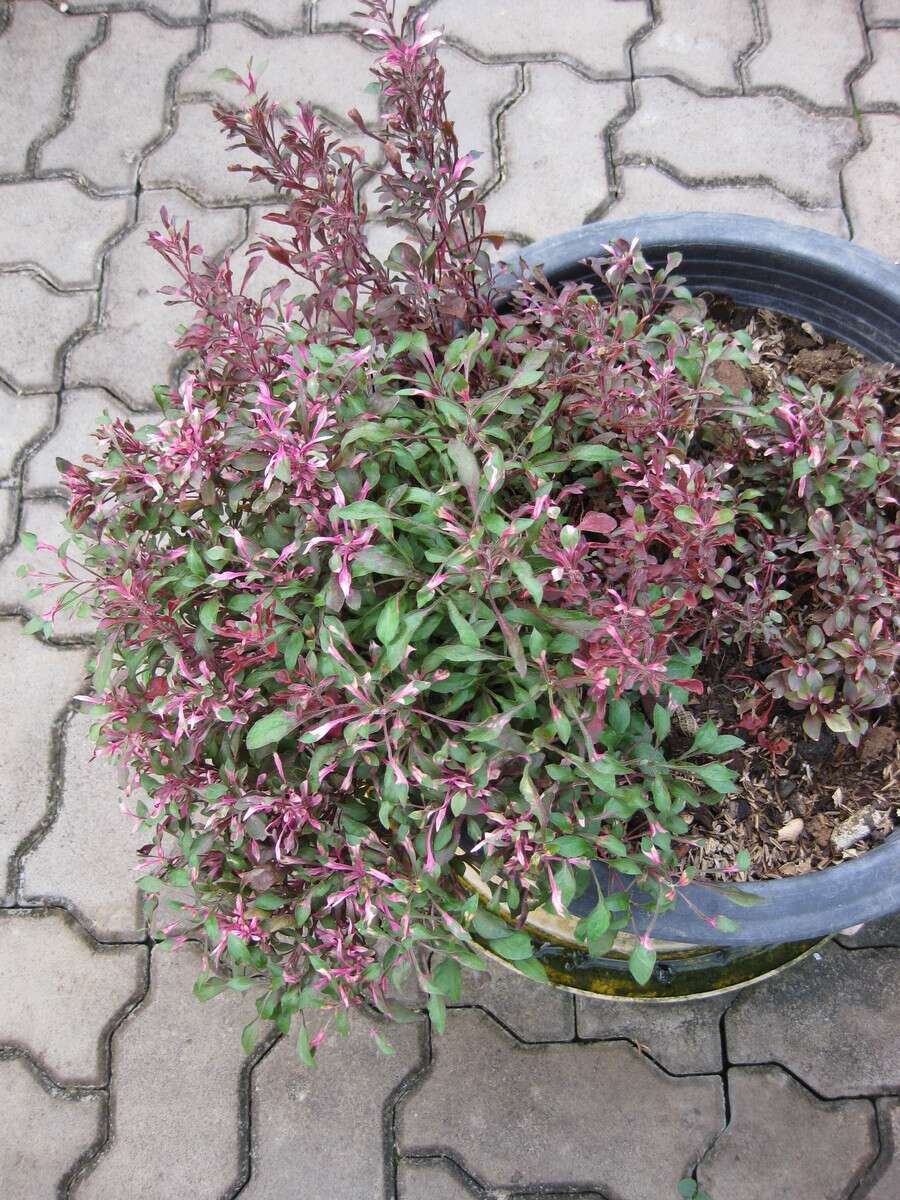 صورة Alternanthera ficoidea var. bettzickiana (Regel) Backer