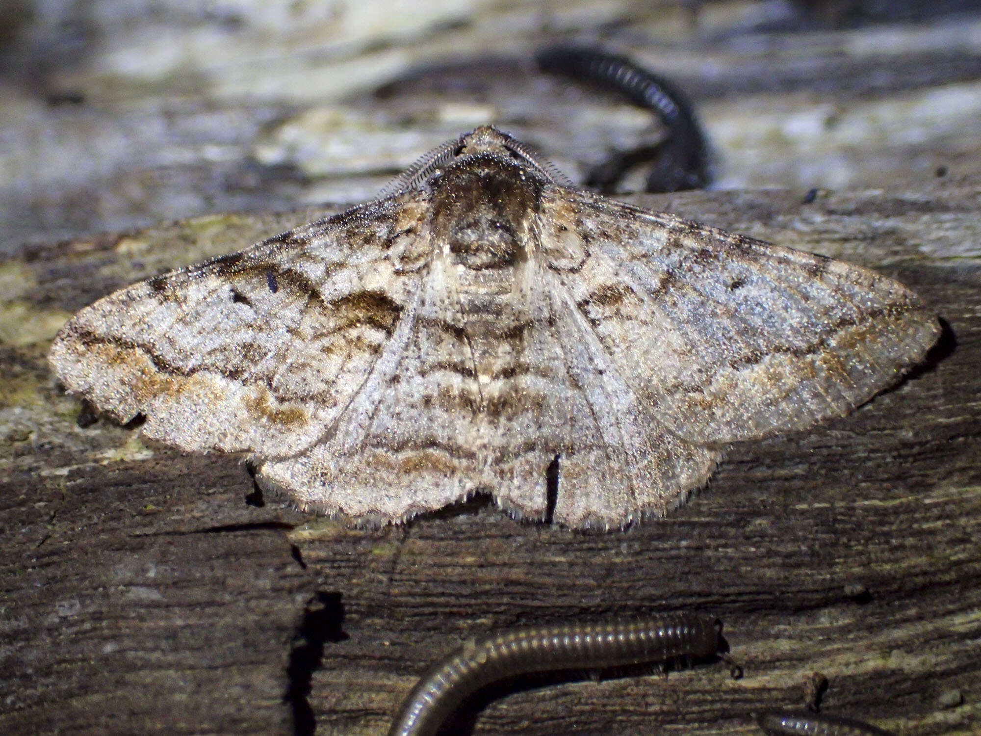 Image of Gastrinodes bitaeniaria Le Guillou 1841