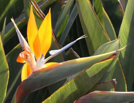 Image of Bird of paradise plant