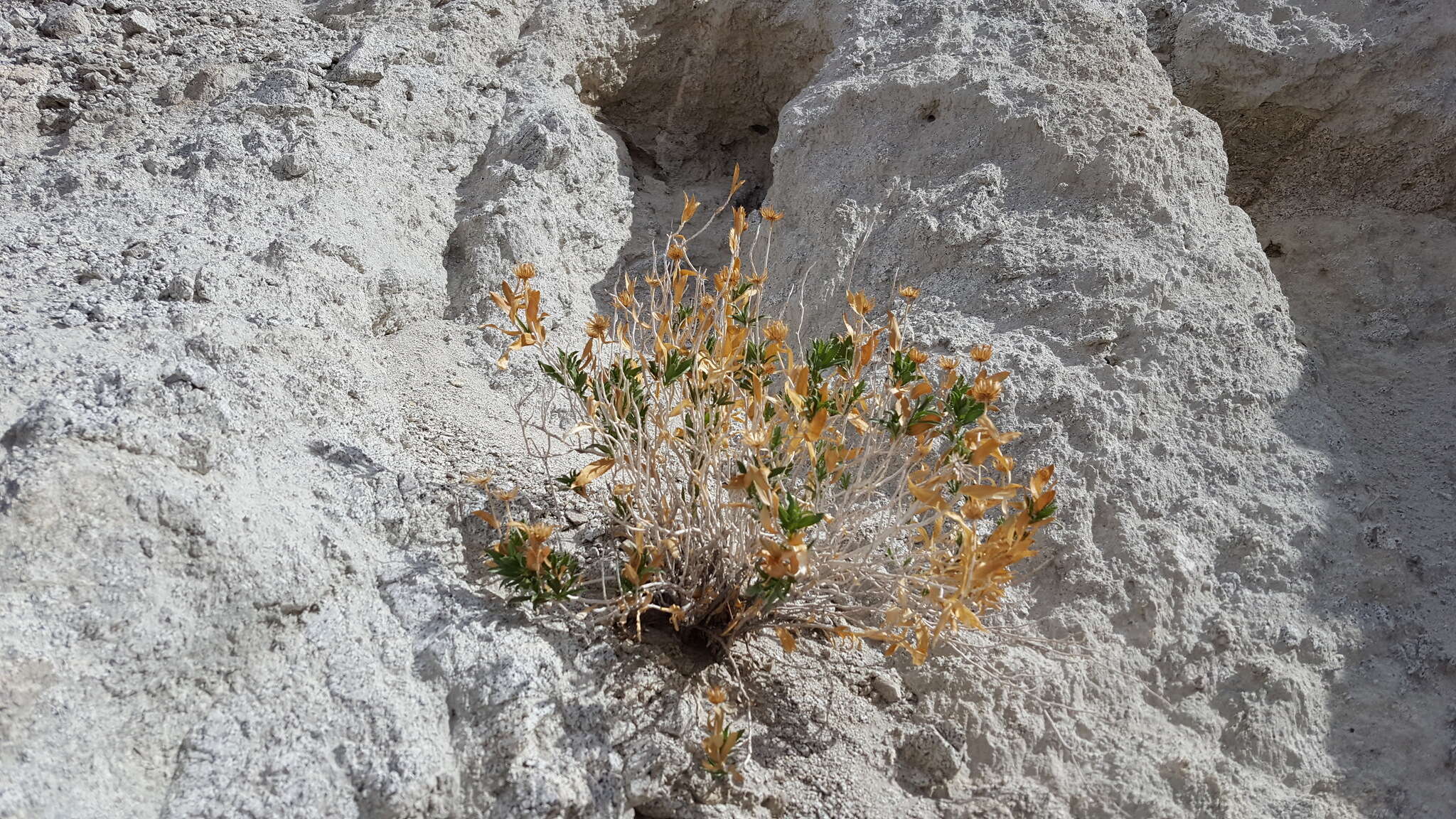 Image of Orcutt's aster