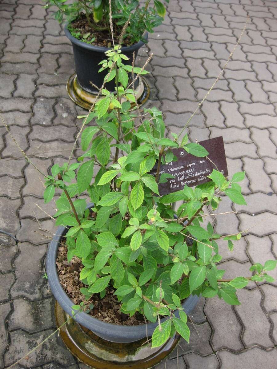 Image of Chaff-flower