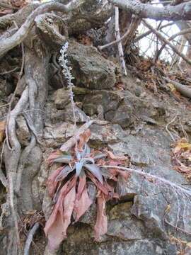 Sivun Thompsonella platyphylla Rose kuva