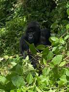 Image of Eastern Gorilla