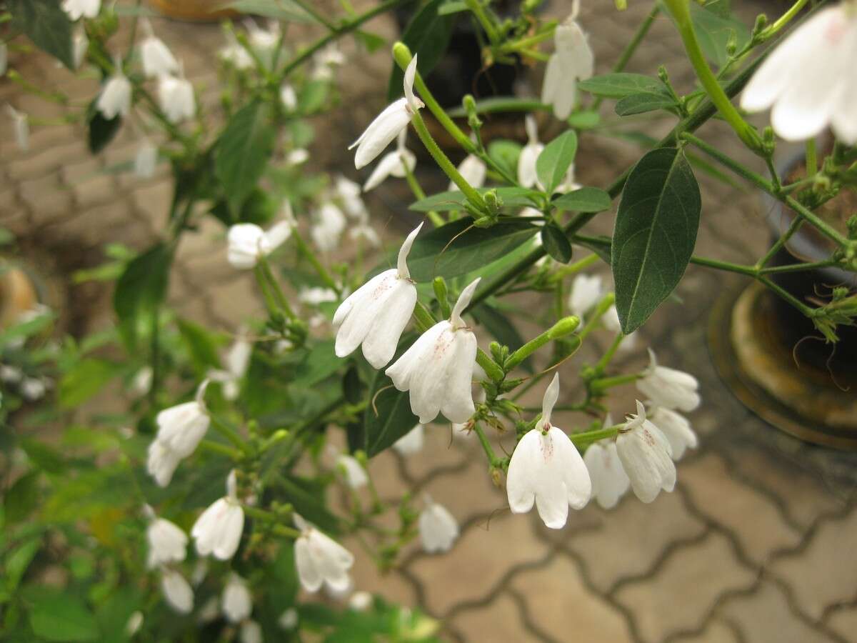 Rhinacanthus nasutus (L.) Kuntze resmi