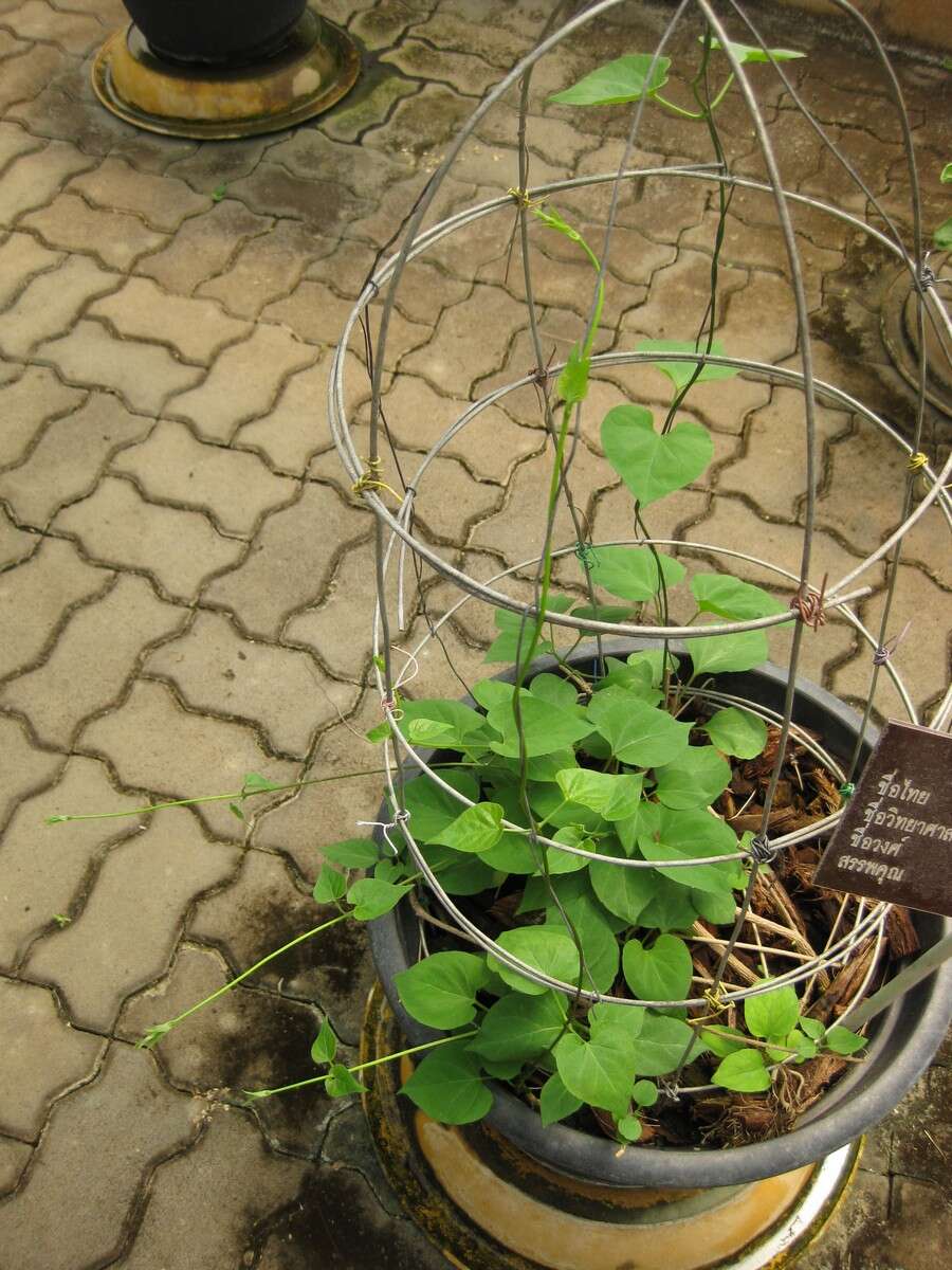 Image of Telosma cordata (N. L. Burman) Merr.