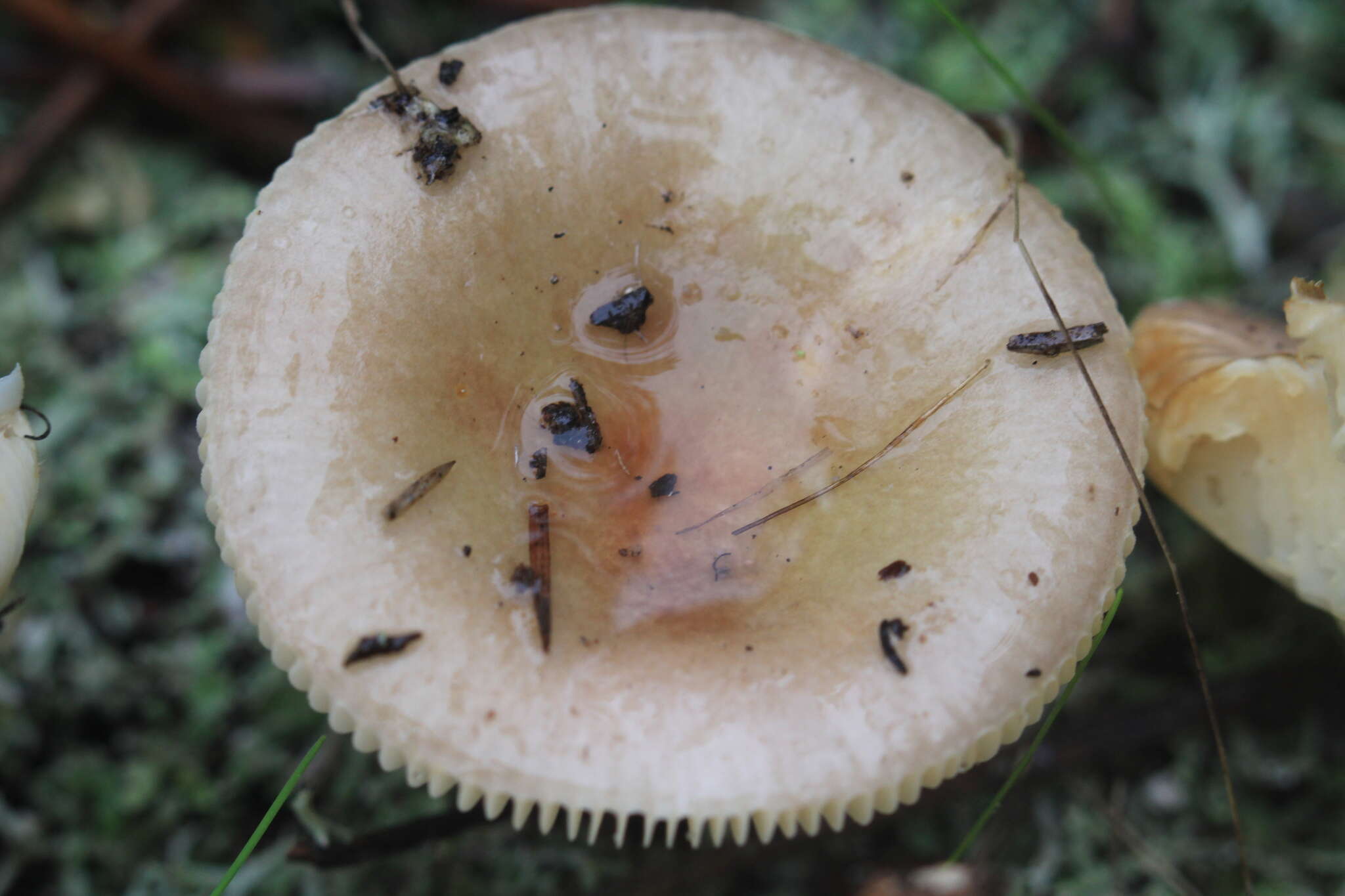 Image of Russula cistoadelpha M. M. Moser & Trimbach 1981