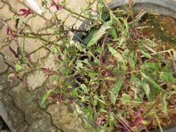 Image of Cineraria hybrids