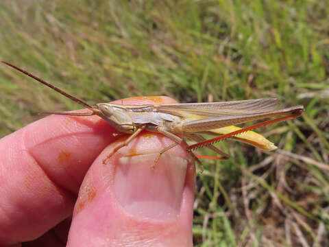 Mermiria picta (Walker & F. 1870) resmi