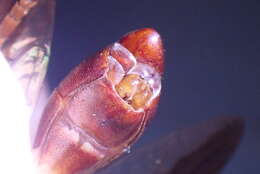 Image of Monoceromyia floridensis